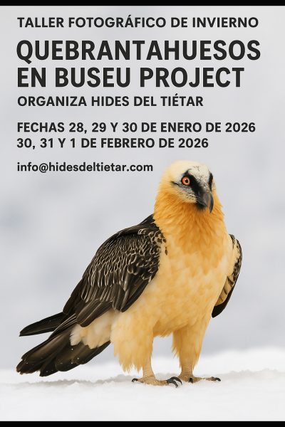 Talle fotografía de Quebrantahuesos en Buseu projec 2026 HIDES DEL TIÉTAR