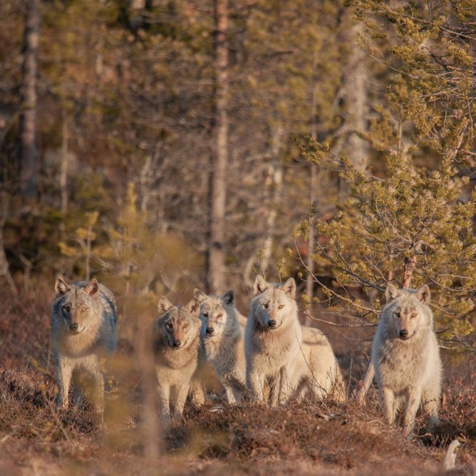 Viaje a Finlandia