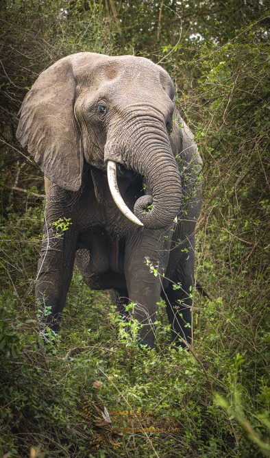 SUDÁFRICA: EL SANTUARIO FOTOGRÁFICO DE ZIMANGA 2027