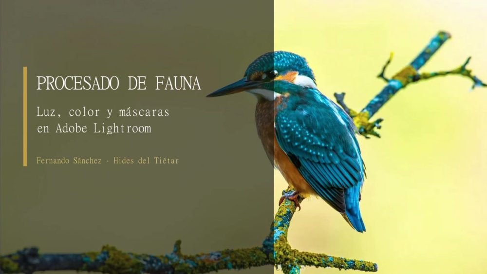 Portada del vídeo Procesado de fauna: luz, color y máscaras en Adobe Lightroom